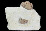 Detailed Lochovella (Reedops) Trilobite - Oklahoma #68632-2